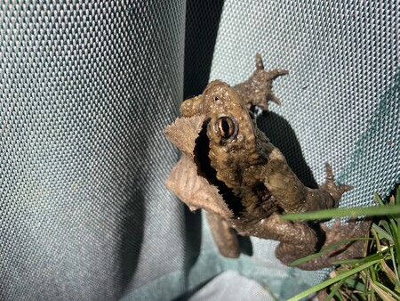 reševanje žabic_1.jpg